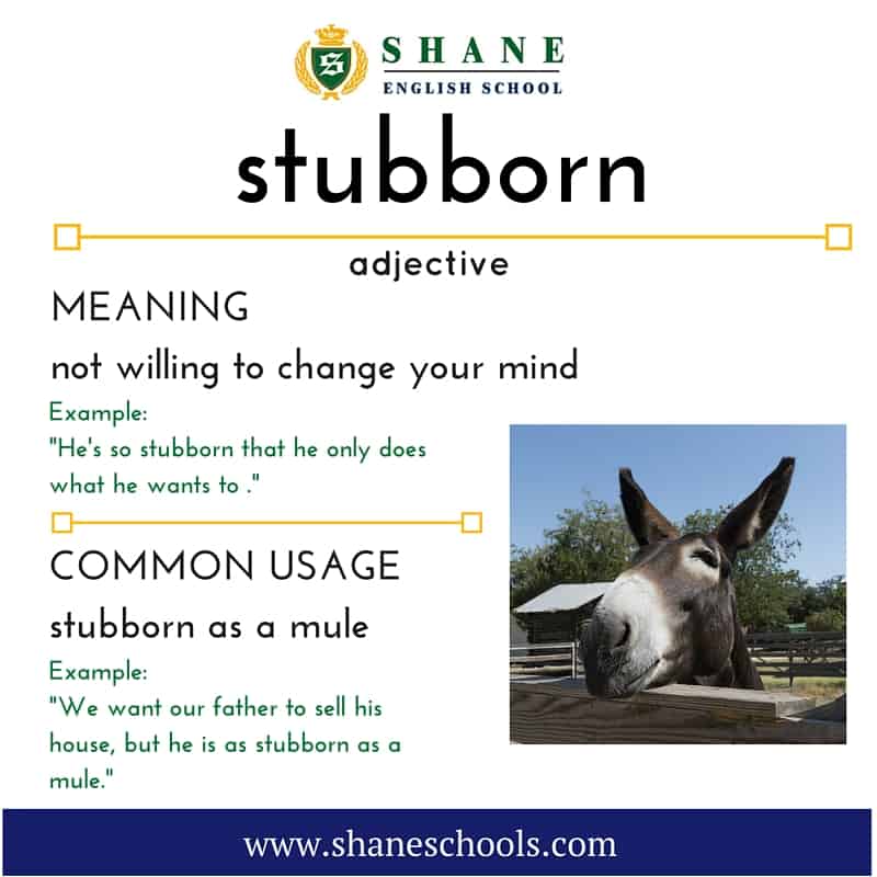 English Lesson 0073 Word Of The Day stubborn Shane English Schools 